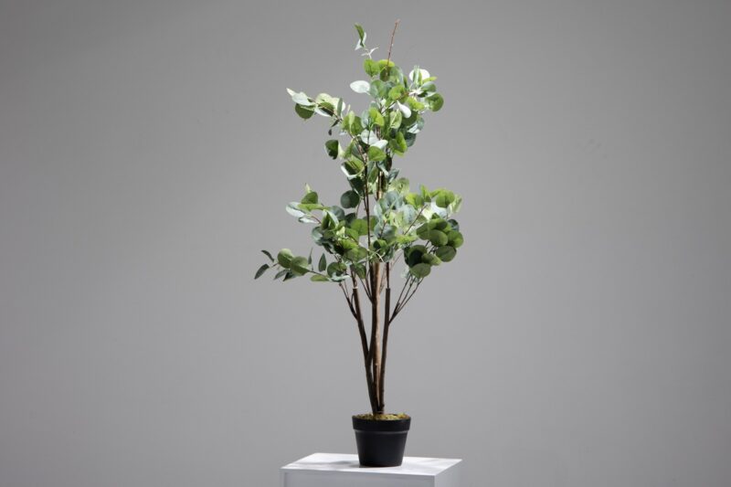 potted eucalyptus (jwt3064)