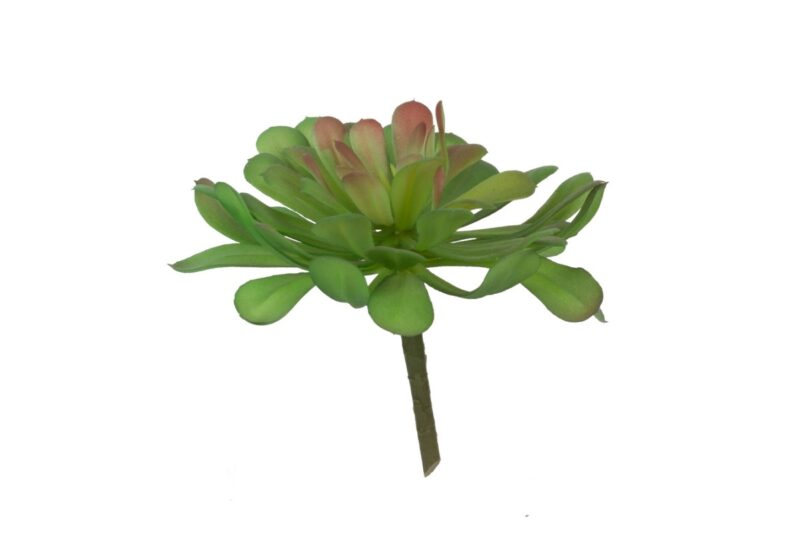 f2619-gree dudleya succulent artificial plant