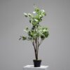 potted eucalyptus (jwt3064)