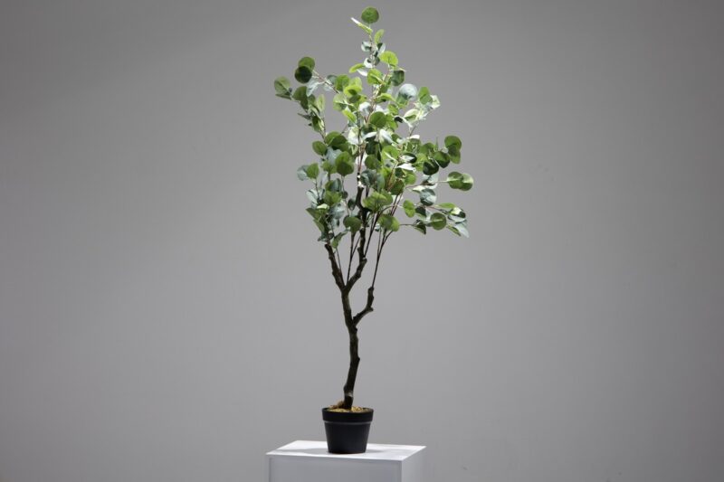 potted eucalyptus (jwt3050)