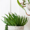f2624 stonecrop succulent artificial plant