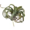f2635-ltgr spider plant artificial plant