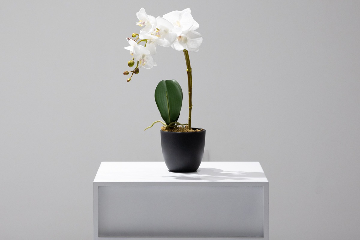 artificial plant - orchid white (jwp3079)